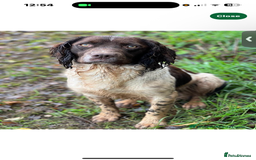 English Springer Spaniel dogs for sale: Pedigree Springer Spaniel Pups.  - Image 4
