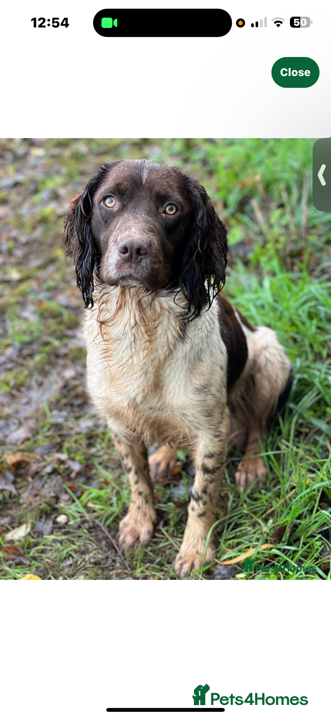 English Springer Spaniel dogs for sale: Pedigree Springer Spaniel Pups.  - Image 4