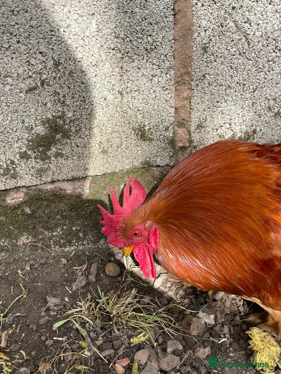 Chickens poultry for sale: Stunning Bantam Cockerels in Birmingham - Advert 5