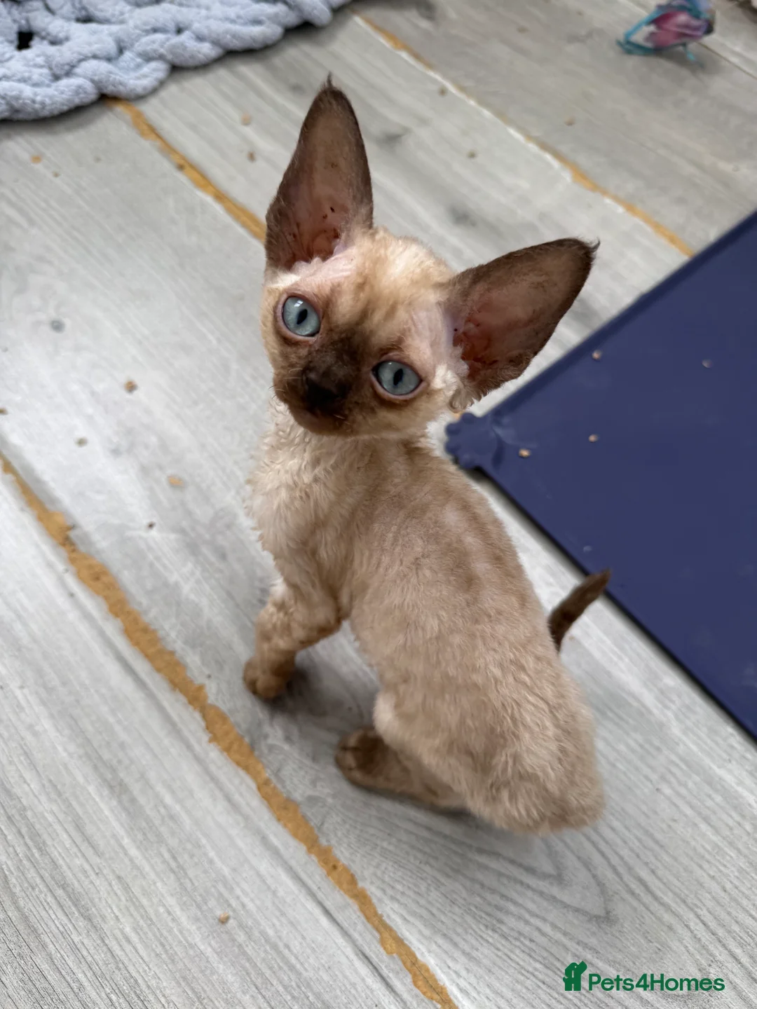 Devon Rex cats for sale: 1 girl and one boy left 😻 - Advert 2