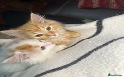 Mixed Breed cats for sale: Gorgeous kittens for sale - Advert 3