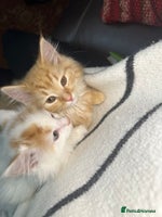 Mixed Breed cats Gorgeous kittens for sale - Advert 4