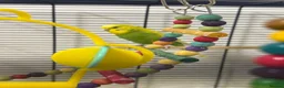 Budgerigars birds for sale: 3 Budgie  - Advert 4