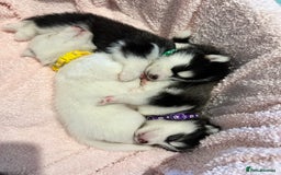 Pomsky dogs for sale: F4 beautiful puppy pomskie blue eyes - Image 18