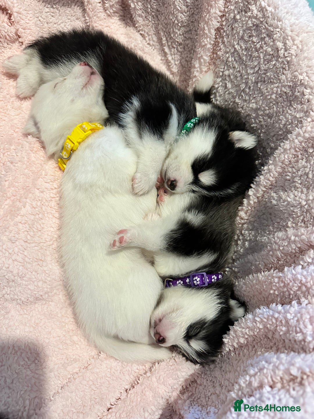 Pomsky dogs for sale: F4 beautiful puppy pomskie blue eyes - Image 18