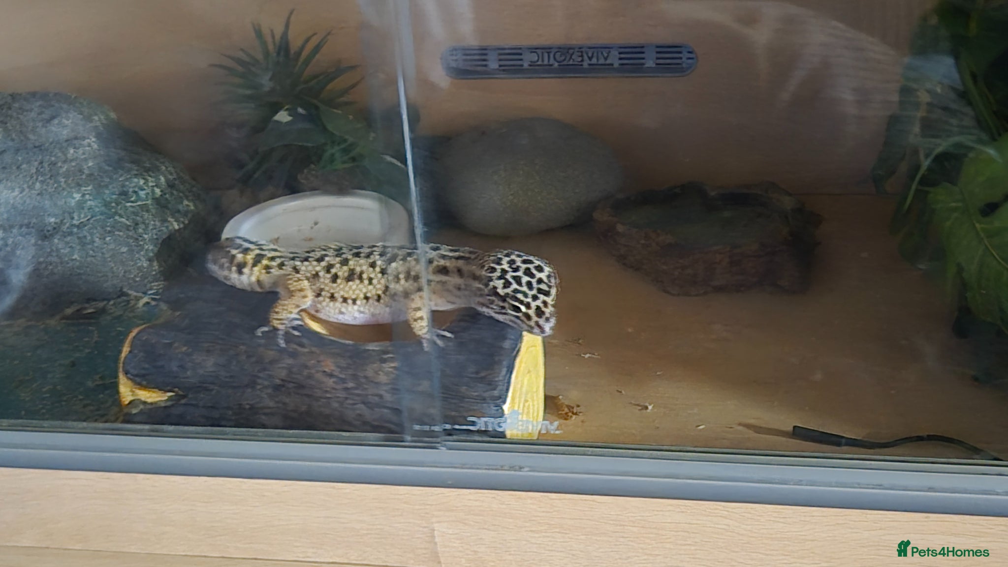 Leopard Gecko reptiles 2 year old  female leopard gecko with full setup  - Advert 2