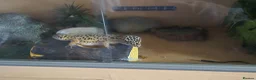 Leopard Gecko reptiles for sale: 2 year old  female leopard gecko with full setup  - Advert 1