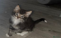 Maine Coon cats for sale: Maine coon kittens - Image 14