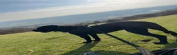 Cane Corso dogs for stud: Pure Jet-Black 70kg Cane Corso (Rare) in London - Advert 9