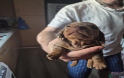 Dachshund dogs for sale: Dachshund puppies  - Image 4