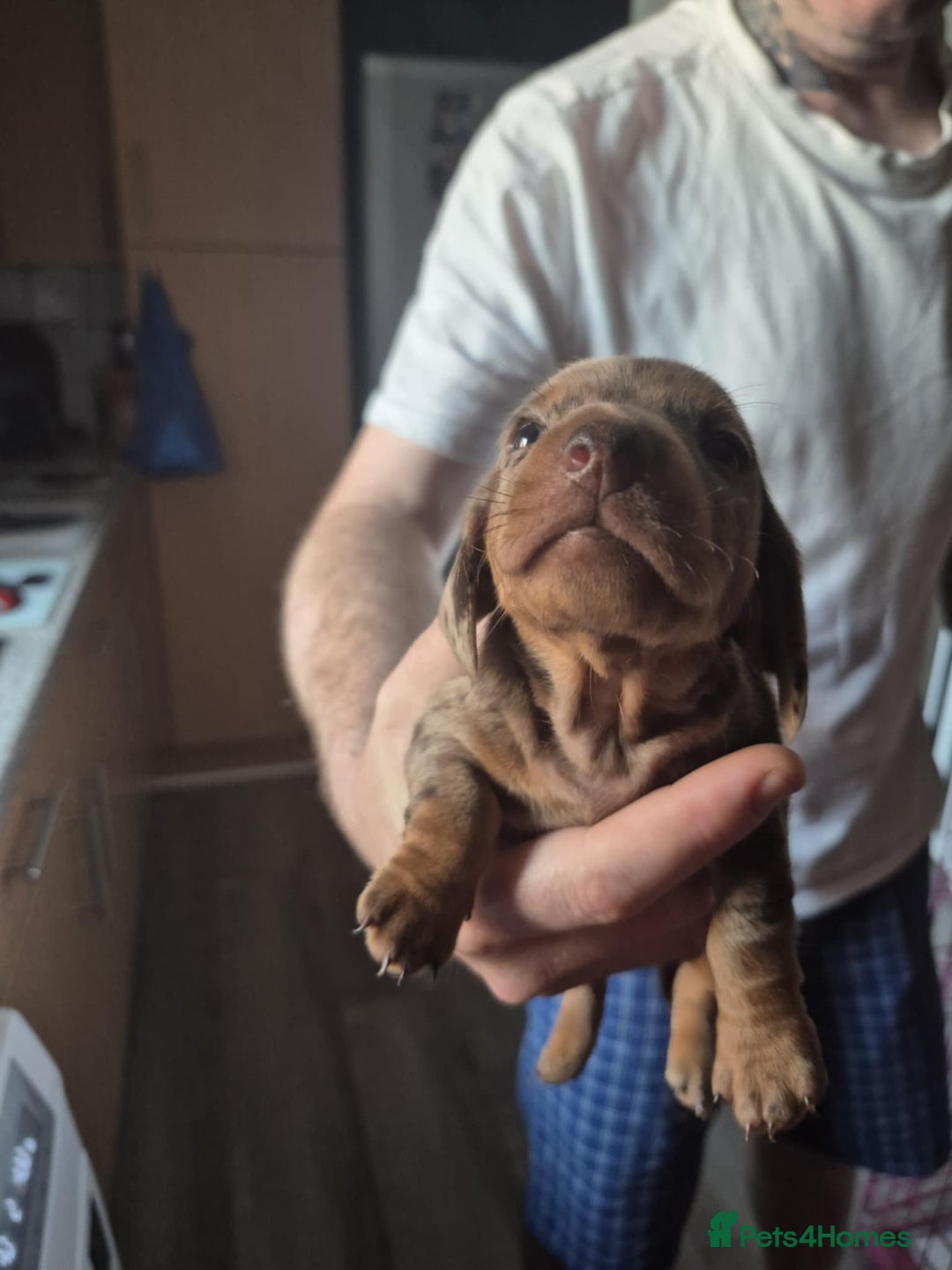 Dachshund dogs for sale: Dachshund puppies  - Image 4