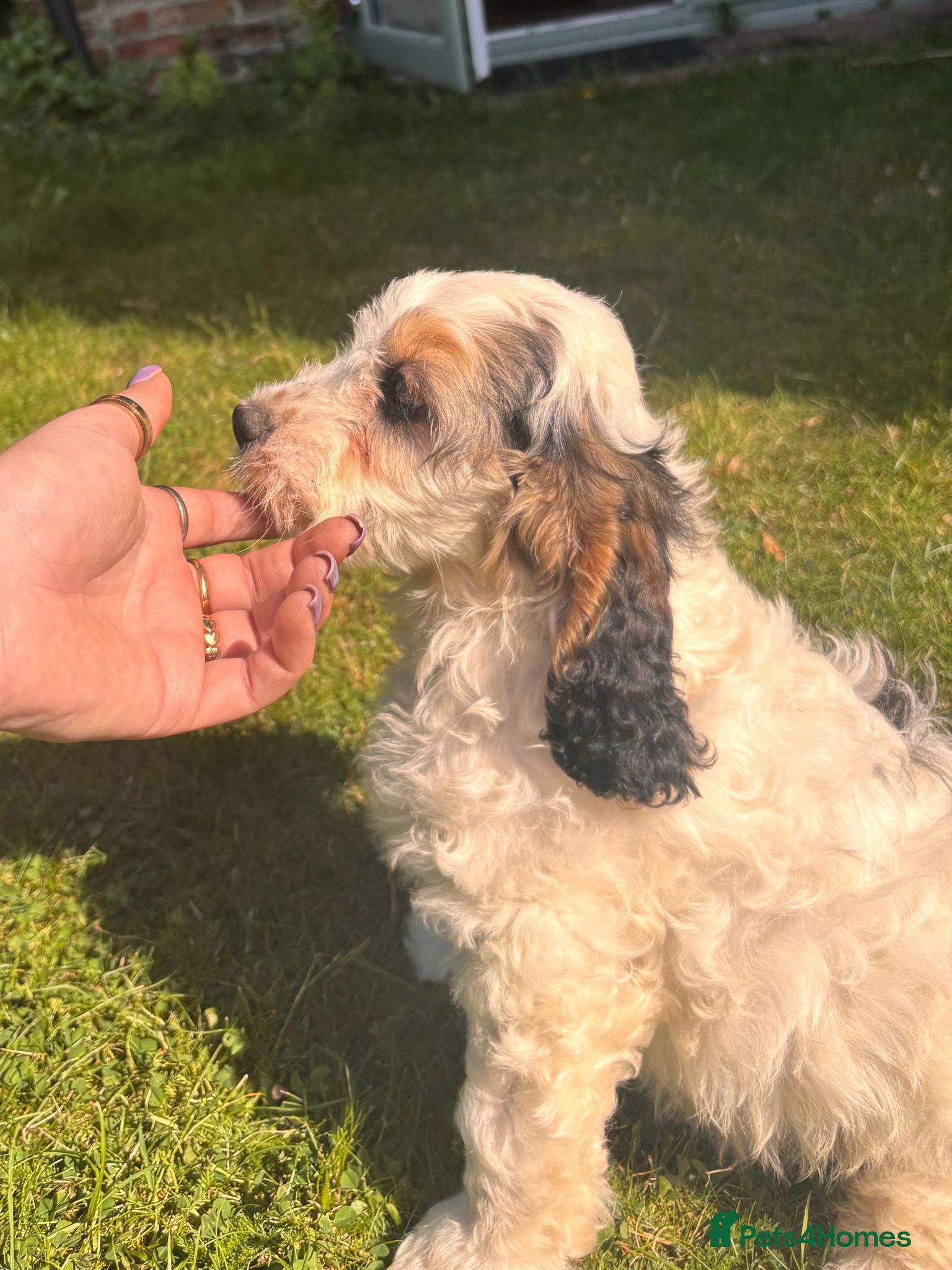 Cockapoo dogs Last Boy Available - Quality Roan F1 Pup  - Advert 2
