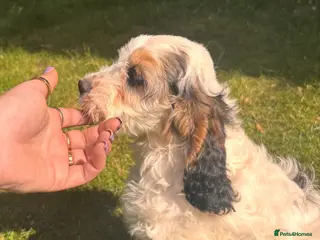 Cockapoo dogs Last Boy Available - Quality Roan F1 Pup - Advert 2