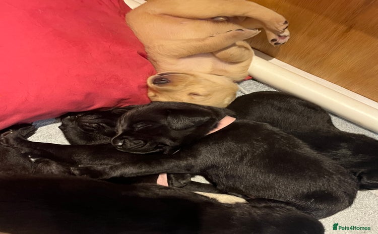 Labrador Retriever dogs - Advert 1