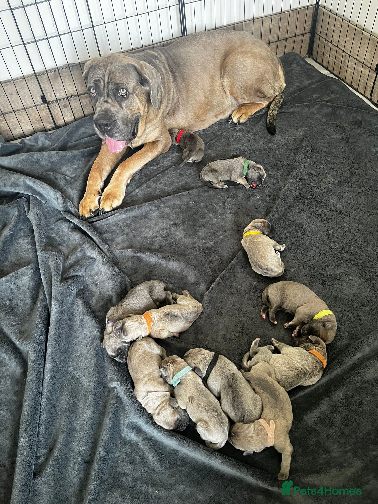 Cane Corso dogs for sale: Cane corso puppies  in Witham - Advert 2