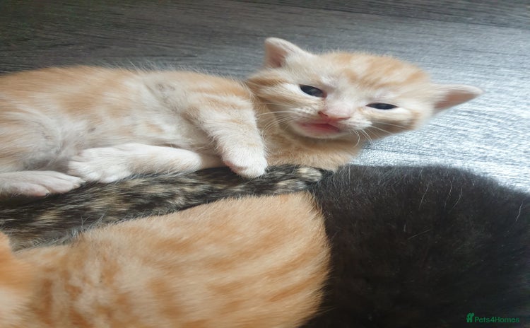 Domestic Shorthair cats - Advert 1