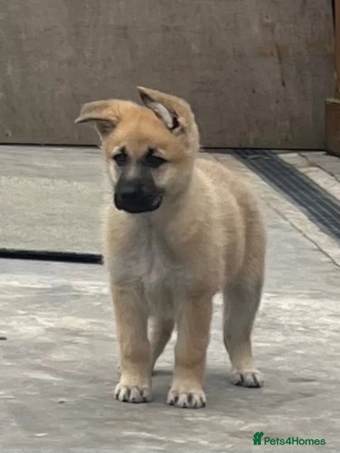 German Shepherd dogs for sale: German shepherd pups - Advert 13