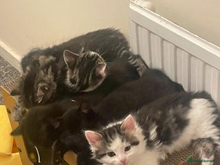 Mixed Breed cats - Advert 29