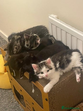 Mixed Breed cats - Advert 4