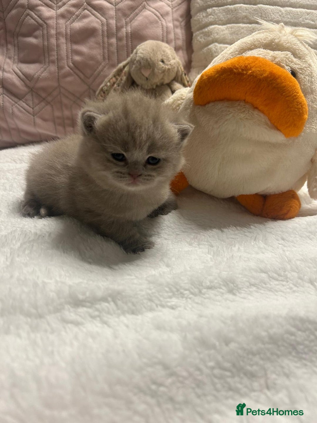 British Shorthair cats for sale: GCCF BRITISH SHORTHAIR KITTENS - Advert 10