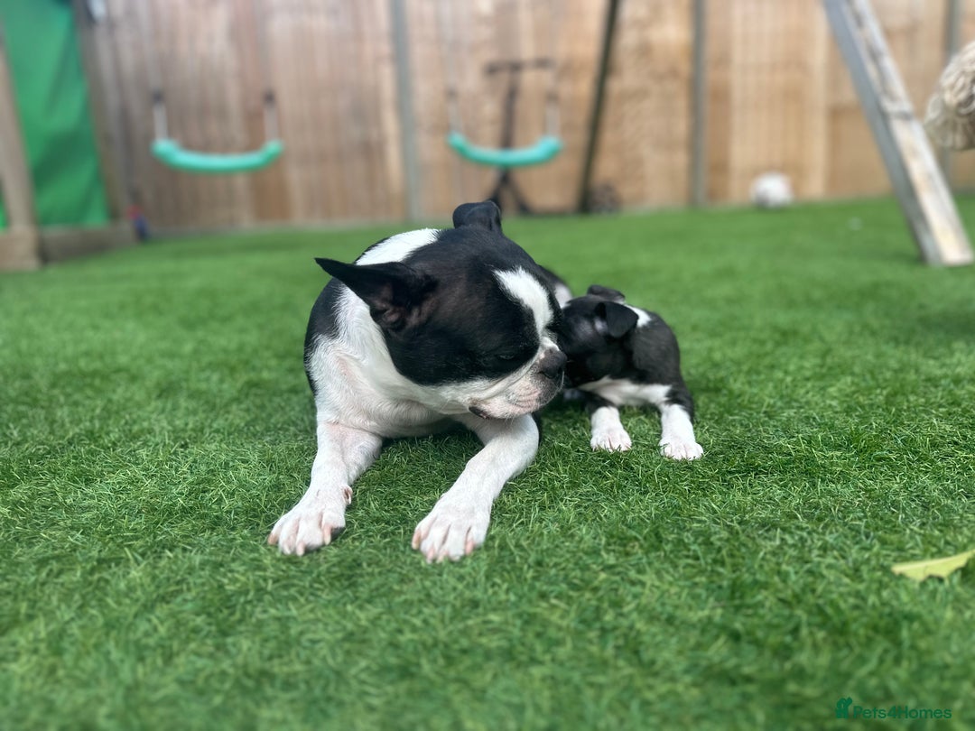 Boston Terrier dogs for sale: WILDAX Boston Terrier pups (2 girls left!) - Image 15