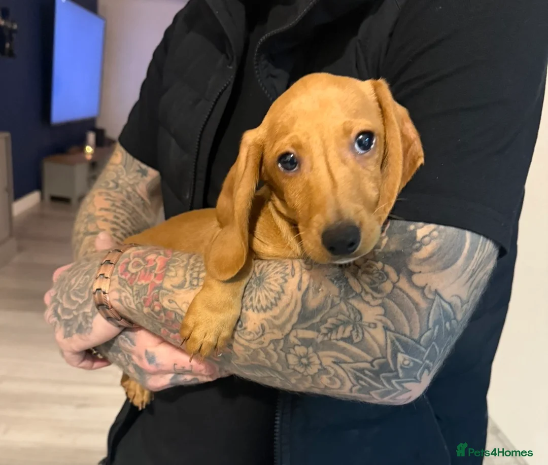Miniature Dachshund dogs for sale: Last miniature dachshund 🥰 - Advert 1