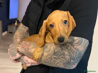 Miniature Dachshund dogs Last miniature dachshund 🥰 - Advert 9