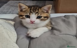Mixed Breed cats for sale: 2 Beautiful little Boy kittens tabby & black white - Image 24