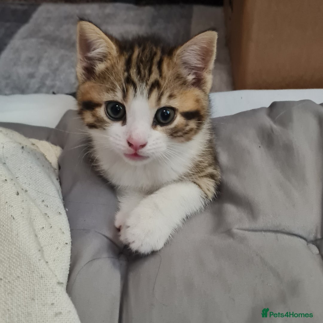 Mixed Breed cats for sale: 2 Beautiful little Boy kittens tabby & black white - Image 24