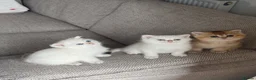 Scottish Fold cats for sale:  Beautiful Scottish Kittens  - Advert 7