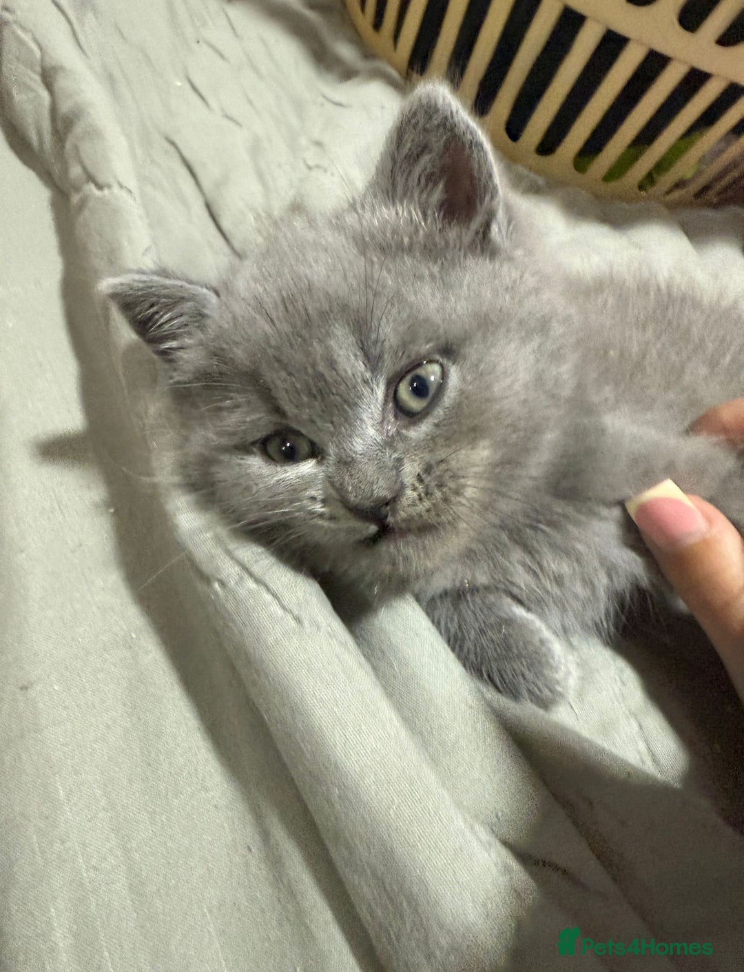 Himalayan cats for sale: 3 kittens Himalayan x Scottish fold Ready now - Image 36