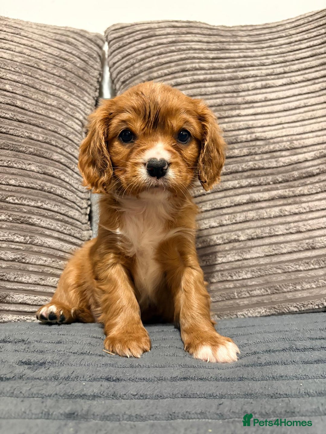Cavalier King Charles Spaniel dogs for sale: Chocolate carriers kc  - Advert 5