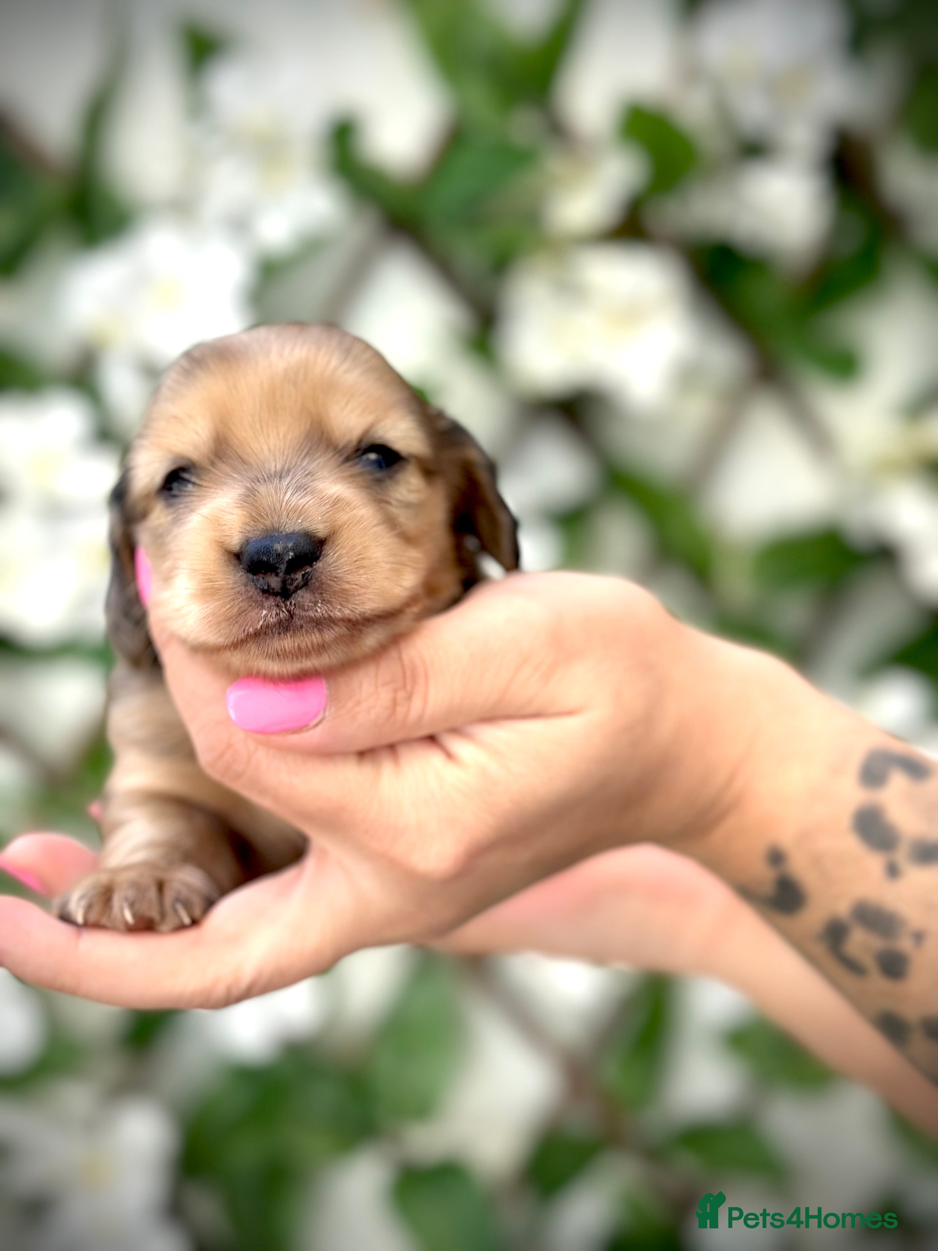 Miniature Dachshund dogs 𝕃𝕠𝕟𝕘 𝕙𝕒𝕚𝕣𝕖𝕕 𝕔𝕣𝕖𝕒𝕞 𝕡𝕦𝕡𝕡𝕚𝕖𝕤🤍 - Advert 2