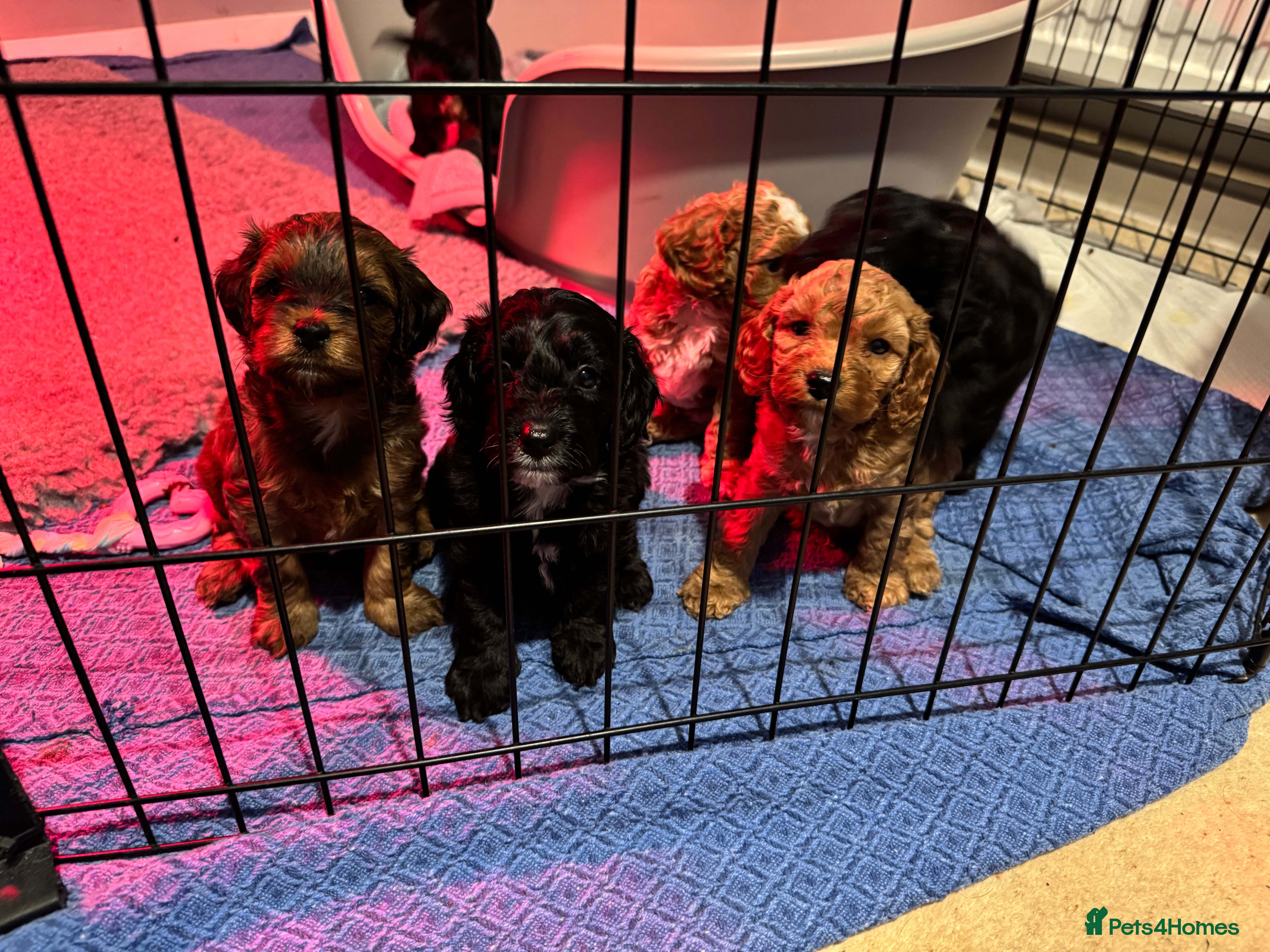 Cavapoo dogs F2 Toy Cavapoo puppies - Advert 2