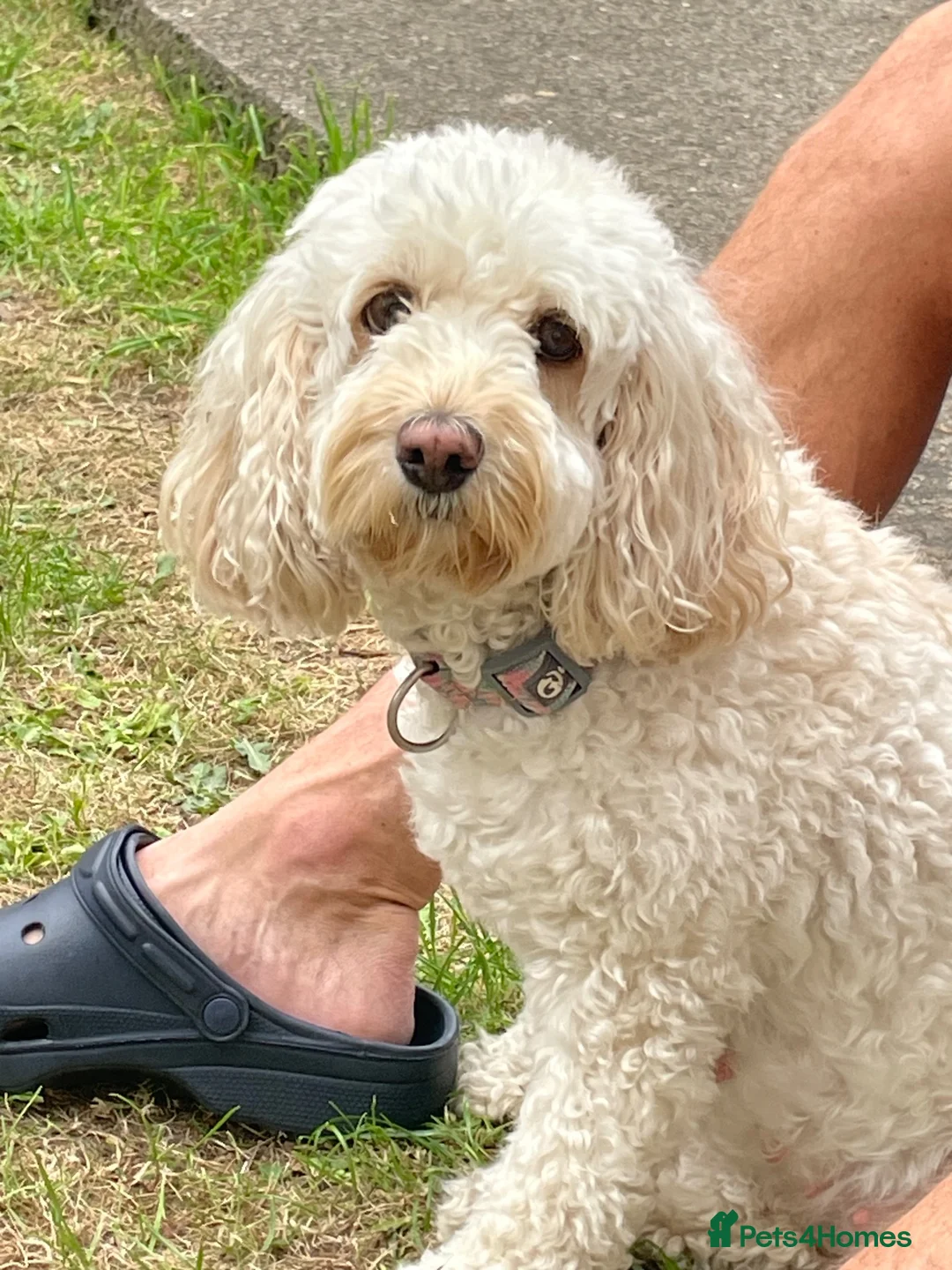 Cockapoo dogs for sale: 2 cockapoo girls in Middlesbrough - Advert 1