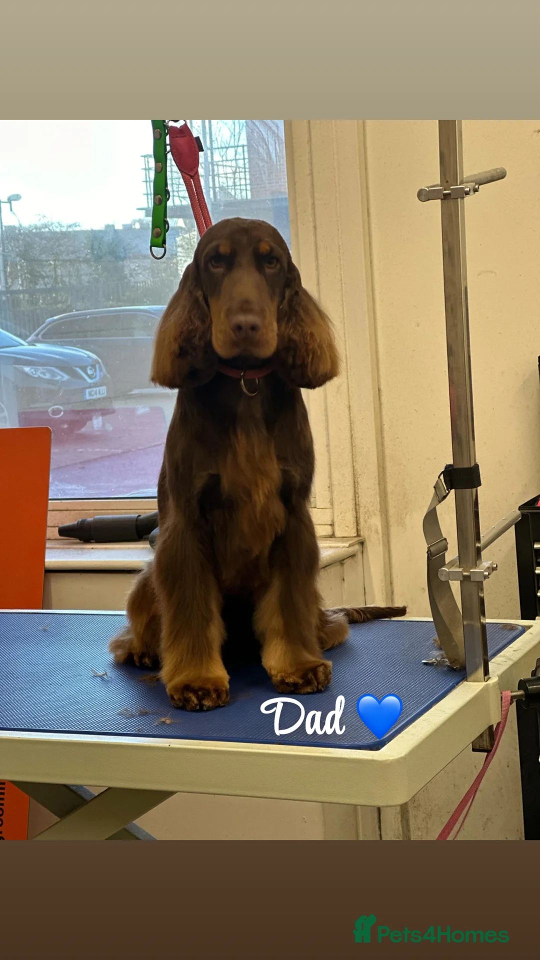 Cockapoo dogs for sale: Beautiful F1 cockerpoo for sale - Advert 16