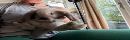 Mini Lop rabbits for sale: 2 Pure bred minilop rabbits for sale - Advert 2