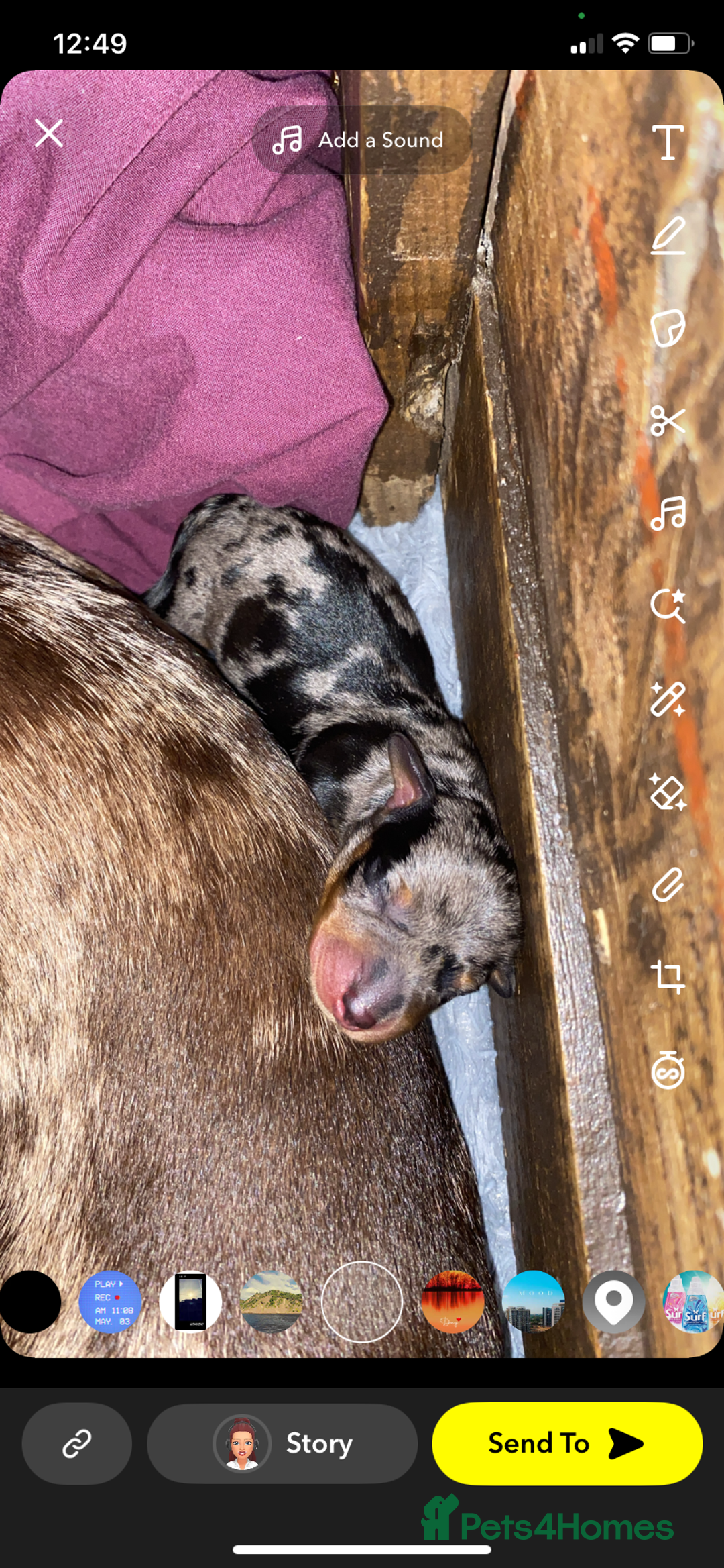 Miniature Dachshund dogs for sale: Miniature dachshund  - Image 7
