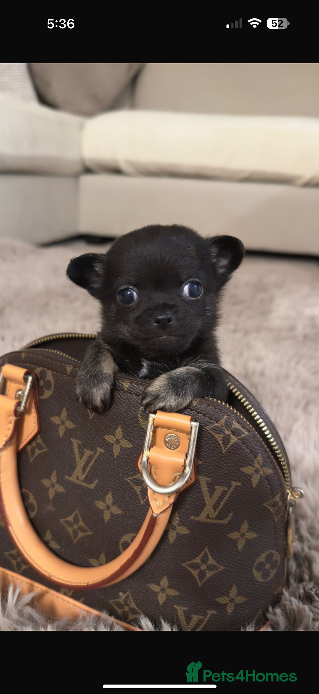 Chihuahua dogs for sale: Chihuahua puppies  - Advert 1