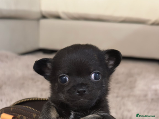 Chihuahua dogs Chihuahua puppies - Advert 16