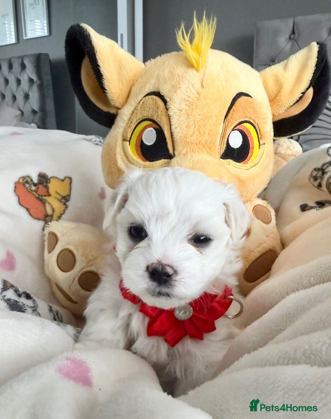 Maltese dogs for sale: 3 GORGEOUS KOREAN MALTESE PUPPIES LEFT - Advert 1