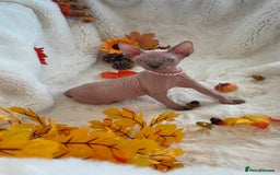 Sphynx cats for sale: 7 adorable Sphynx  looking for their forever home - Image 18