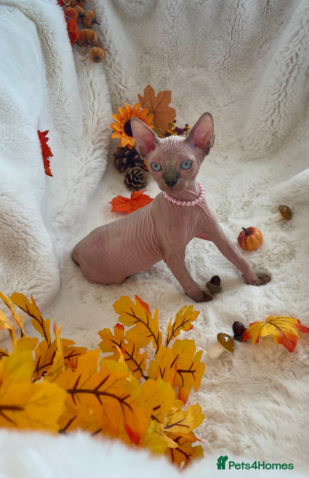 Sphynx cats for sale: 7 adorable Sphynx  looking for their forever home - Image 18