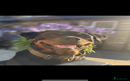 Rottweiler dogs for sale: KC Registered Rottweiler puppies  - Image 2