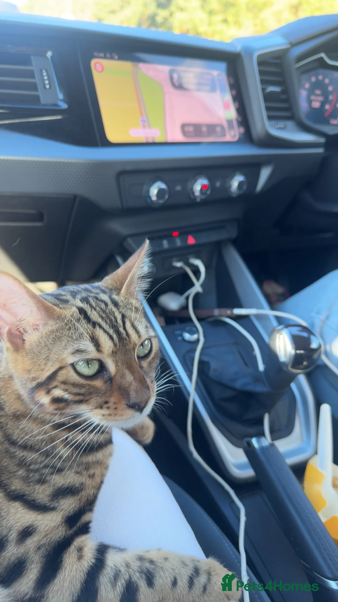 Bengal cats for sale: Meet Chai😸🤎 - Advert 4