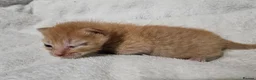 Mixed Breed cats for sale: Persain X Domestic kittens  - Advert 3