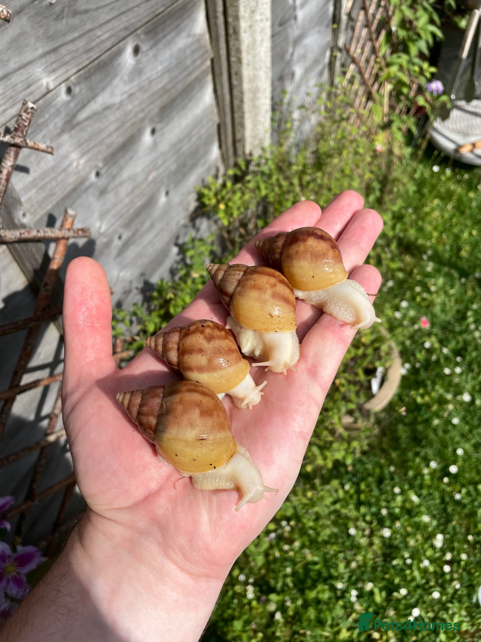 Snails invertebrates Albino Giant African Snails for sale! - Advert 2