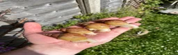 Snails invertebrates for sale: Albino Giant African Snails for sale! - Advert 2