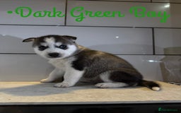 Siberian Husky dogs for sale: Husky Puppies 🩵🩷 - Image 9