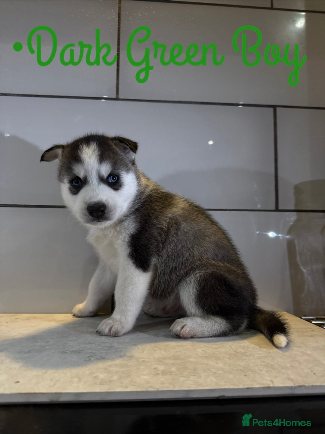 Siberian Husky dogs for sale: Husky Puppies 🩵🩷 - Image 9